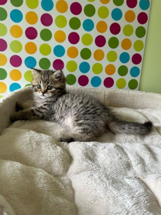 Reinrassige BKH Kitten 2 Kitten reserviert