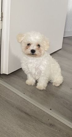 ❤️ Wunderschöne Bichon-Malteser Hündin sucht ein liebevolles Zuhause ❤️