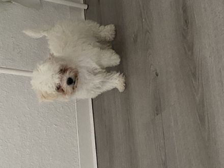 ❤️ Wunderschöne Bichon-Malteser Hündin sucht ein liebevolles Zuhause ❤️