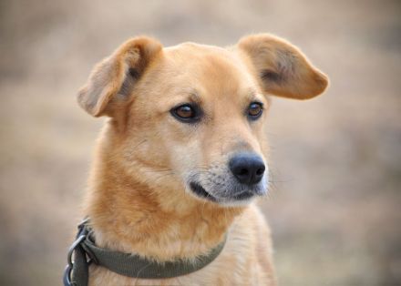 Timmy: Vom Schattenhund zum Herzensbrecher