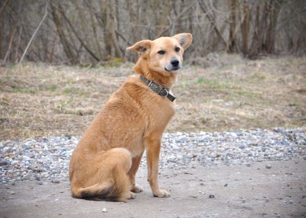 Timmy: Vom Schattenhund zum Herzensbrecher