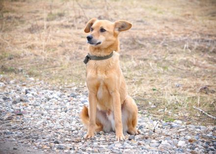 Timmy: Vom Schattenhund zum Herzensbrecher