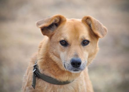 Timmy: Vom Schattenhund zum Herzensbrecher