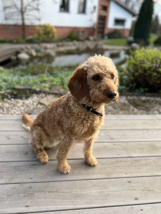 Unsere Welpen sind da! Labradoodle Welpen F1bb aus liebevoller Familienaufzucht