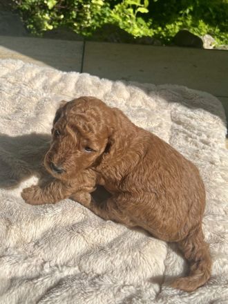 Labradoodle Welpen aus liebevoller Familienaufzucht