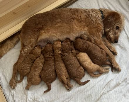 Labradoodle Welpen aus liebevoller Familienaufzucht