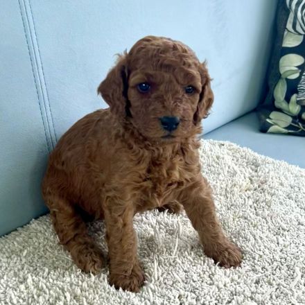 Labradoodle Welpen aus liebevoller Familienaufzucht