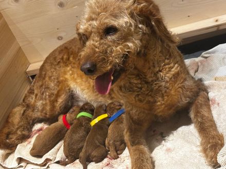 Unsere Welpen sind da! Labradoodle Welpen F1bb aus liebevoller Familienaufzucht