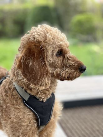 Labradoodle Welpen aus liebevoller Familienaufzucht