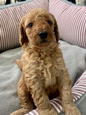 Labradoodle Welpen aus liebevoller Familienaufzucht