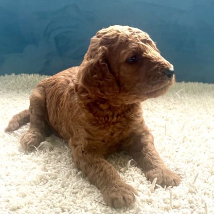Labradoodle Welpen aus liebevoller Familienaufzucht