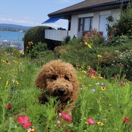 Labradoodle Welpen aus liebevoller Familienaufzucht