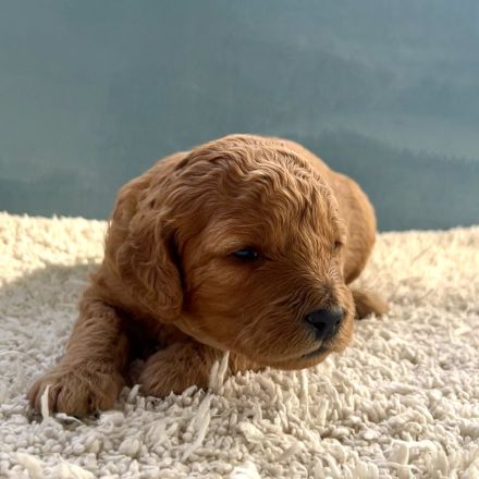 Labradoodle Welpen aus liebevoller Familienaufzucht