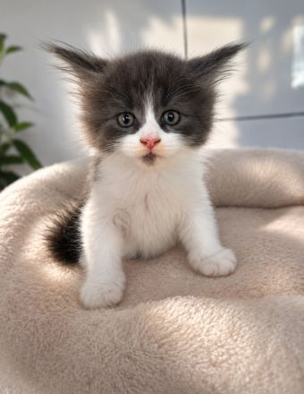 Unsere Rasselbande XL Maine Coons