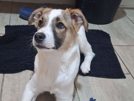 Roosevelt, ein dynamischer Junghund sucht ein Hundeerfahrenes Zuhause