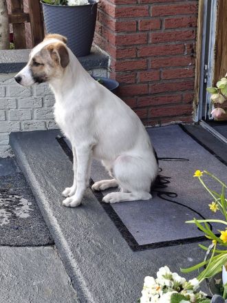 Roosevelt, ein dynamischer Junghund sucht ein Hundeerfahrenes Zuhause
