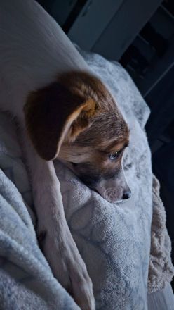 Roosevelt, ein dynamischer Junghund sucht ein Hundeerfahrenes Zuhause