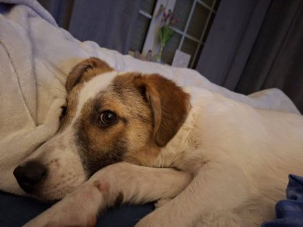Roosevelt, ein dynamischer Junghund sucht ein Hundeerfahrenes Zuhause