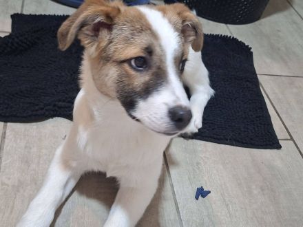Roosevelt, ein dynamischer Junghund sucht ein Hundeerfahrenes Zuhause