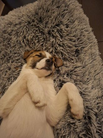 Roosevelt, ein dynamischer Junghund sucht ein Hundeerfahrenes Zuhause