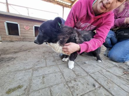Ingo, wer gibt diesem kleinen Kerl ein ruhiges, geduldiges Zuhause? 3,5J, 35 cm