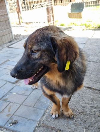 Kido, verschmuster kleiner Kerl auf der Suche nach seinen eigenen Menschen, 3J, 43 cm