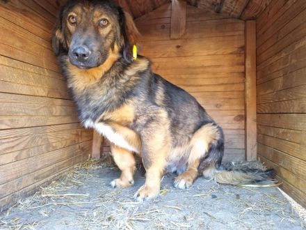 Kido, verschmuster kleiner Kerl auf der Suche nach seinen eigenen Menschen, 3J, 43 cm