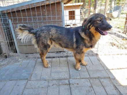 Kido, verschmuster kleiner Kerl auf der Suche nach seinen eigenen Menschen, 3J, 43 cm