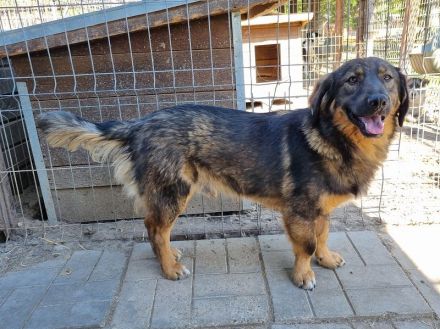 Kido, verschmuster kleiner Kerl auf der Suche nach seinen eigenen Menschen, 3J, 43 cm