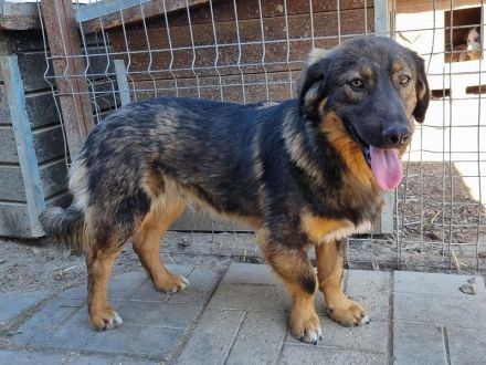 Kido, verschmuster kleiner Kerl auf der Suche nach seinen eigenen Menschen, 3J, 43 cm