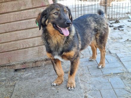 Kido, verschmuster kleiner Kerl auf der Suche nach seinen eigenen Menschen, 3J, 43 cm