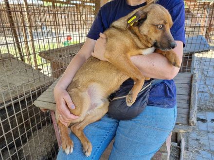 Peter, ruhiger Hund, vom Tierheimlärm völlig überfordert, 2,5J, 46 cm