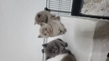 BKH katzen baby