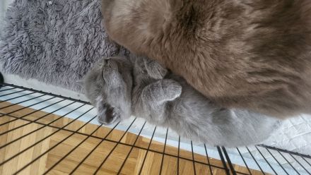 BKH katzenbaby
