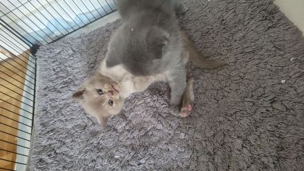 BKH katzenbaby