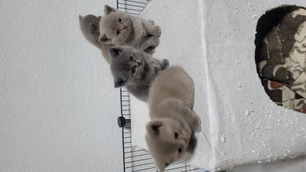 BKH katzen baby