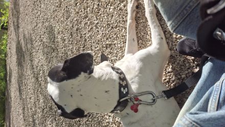 Verkaufe: Deutsche Dogge namens Charlie