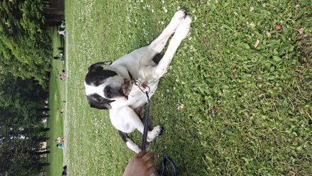 Verkaufe: Deutsche Dogge namens Charlie
