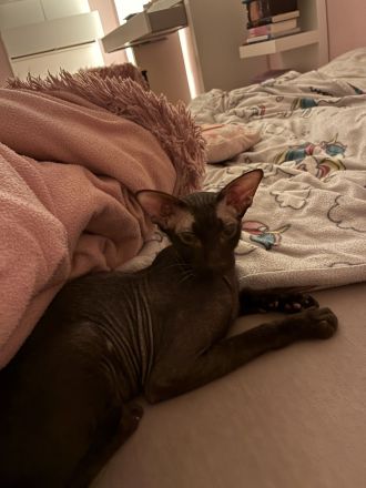 ORIENTALISCH KURZHAAR KATER NINHO