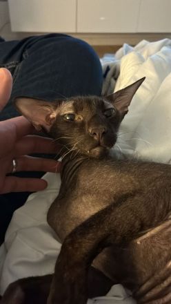 ORIENTALISCH KURZHAAR KATER NINHO