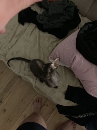 ORIENTALISCH KURZHAAR KATER NINHO