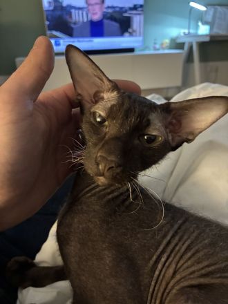 ORIENTALISCH KURZHAAR KATER NINHO