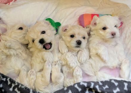 Nur noch 2 süße Jungs reinrassige Malteser Welpen, allergikerfreundlich