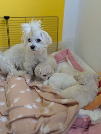 Nur noch 2 süße Jungs reinrassige Malteser Welpen, allergikerfreundlich