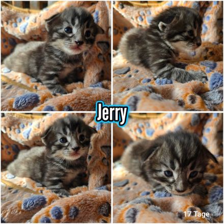 Norwegische Waldkatzen Kitten reinrassig mit Papieren