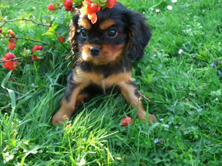 Wurfankündigungen für Cavalier King Charles Spaniel Welpen