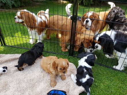 Wurfankündigungen für Cavalier King Charles Spaniel Welpen