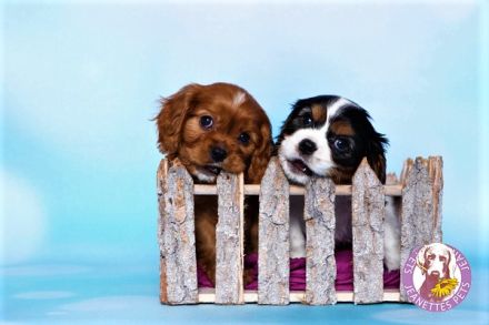 Wurfankündigungen für Cavalier King Charles Spaniel Welpen