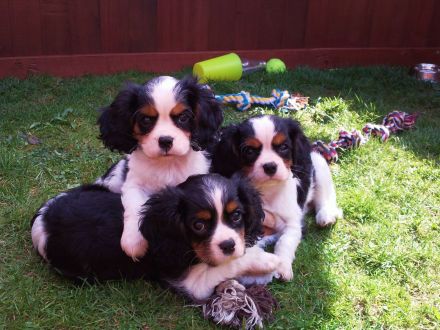 Wurfankündigungen für Cavalier King Charles Spaniel Welpen
