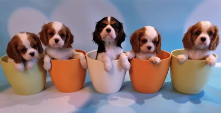 Wurfankündigungen für Cavalier King Charles Spaniel Welpen